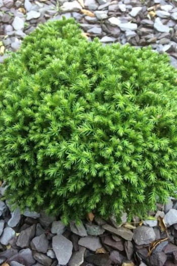 Криптомерія японська Грін Перл|Cryptomeria japonica Green Pearl|Криптомерия японская Грин Перл